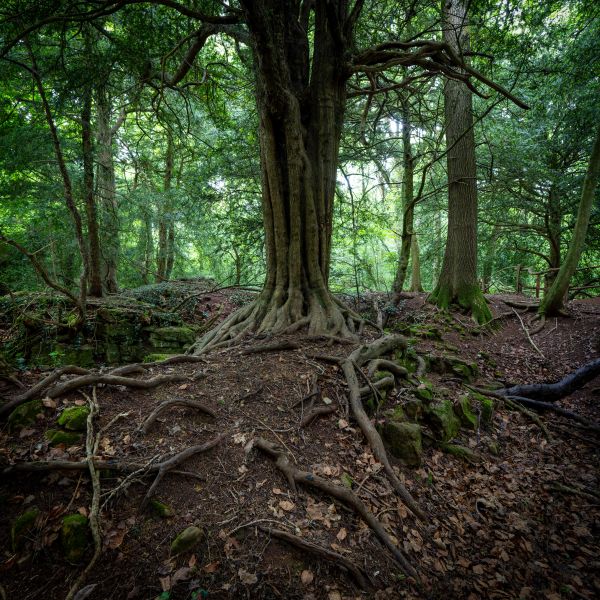 Puzzlewood 13