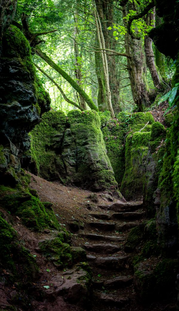 Puzzlewood 14