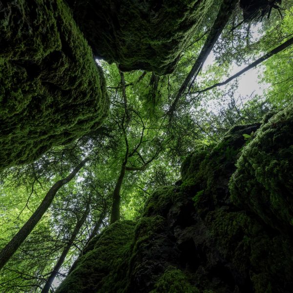 Puzzlewood 19