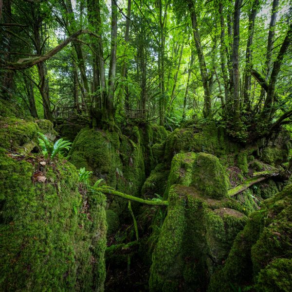 Puzzlewood 2