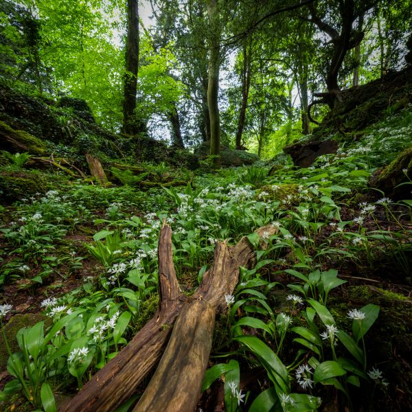 Puzzlewood 20