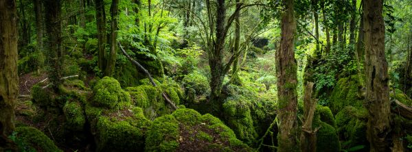 Puzzlewood 4
