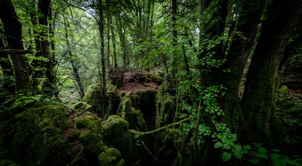 Puzzlewood 5