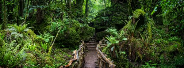 Puzzlewood 9