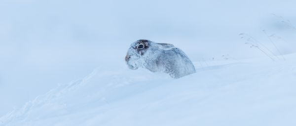 Mountain Hare 1