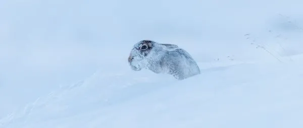 Mountain Hare 1