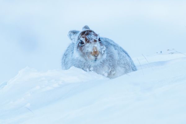 Mountain Hare 2