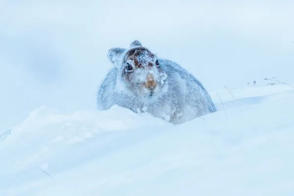 Mountain Hare 2