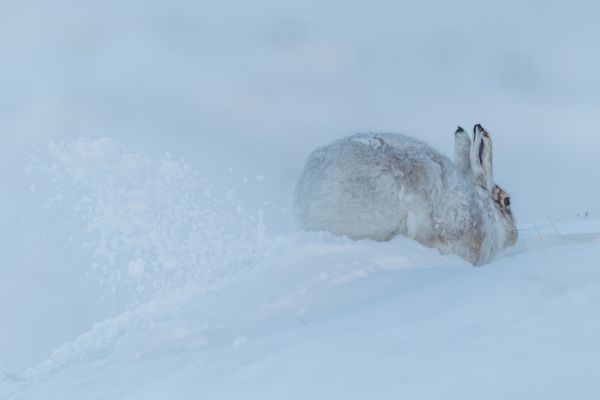 Mountain Hare 3