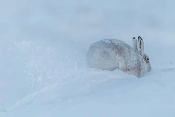 Mountain Hare 3