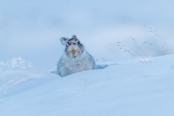 Mountain Hare 4