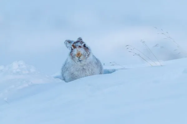Mountain Hare 4