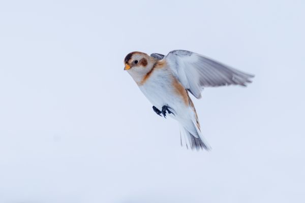 Snow Bunting in Flight