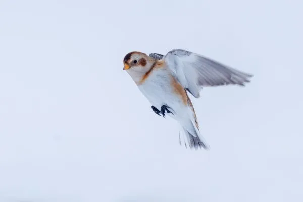 Snow Bunting in Flight