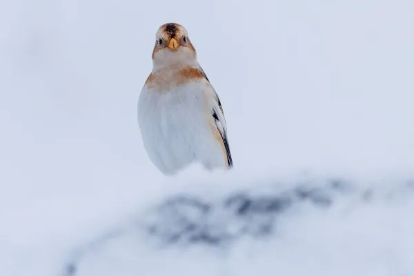 Snow Bunting