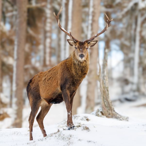 Red Deer 7 