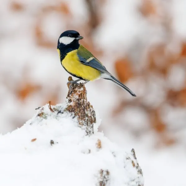Great Tit