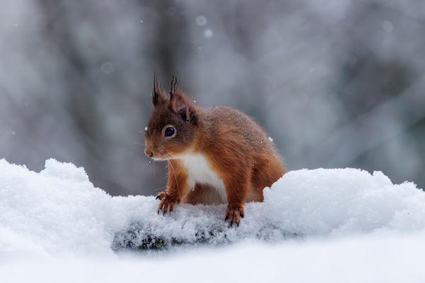 Red Squirrel 1