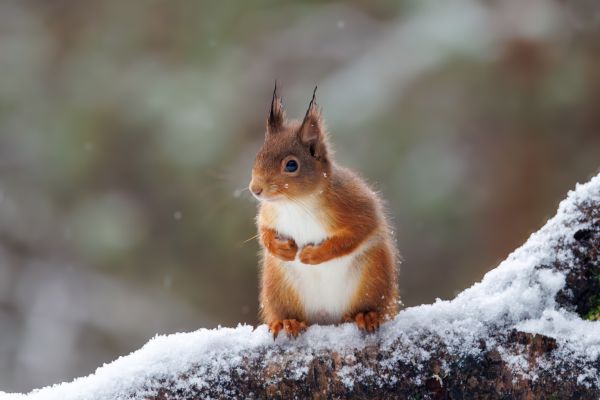 Red Squirrel 4
