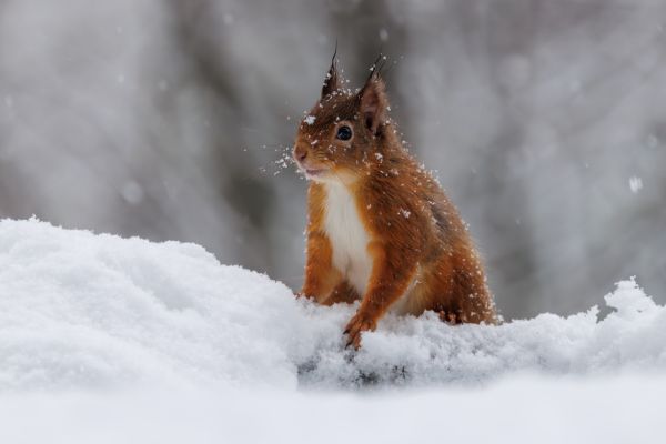 Red Squirrel 6