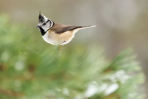 Crested Tit 3