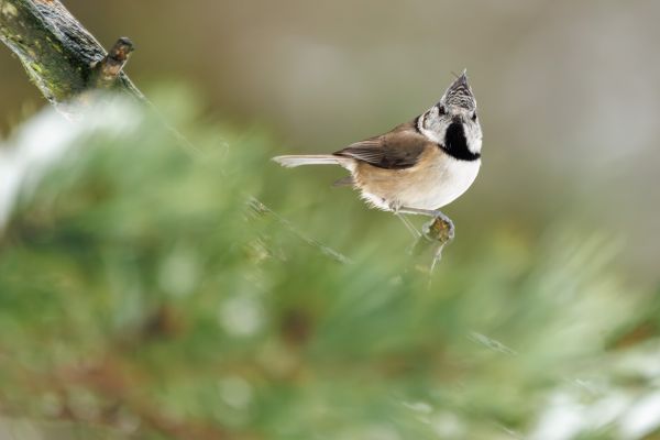 Crested Tit 4