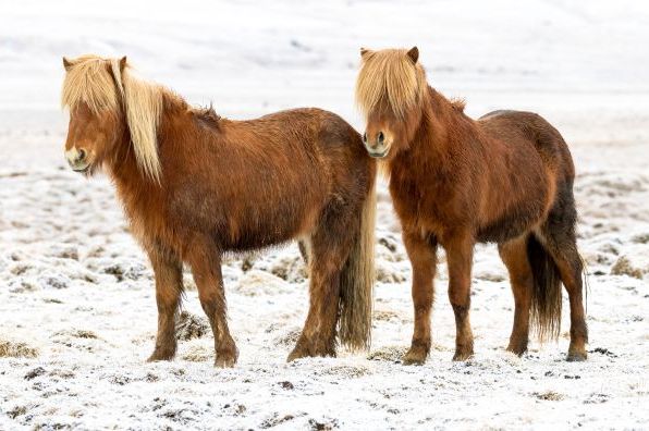 Iceland 