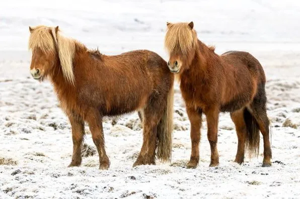 Iceland 