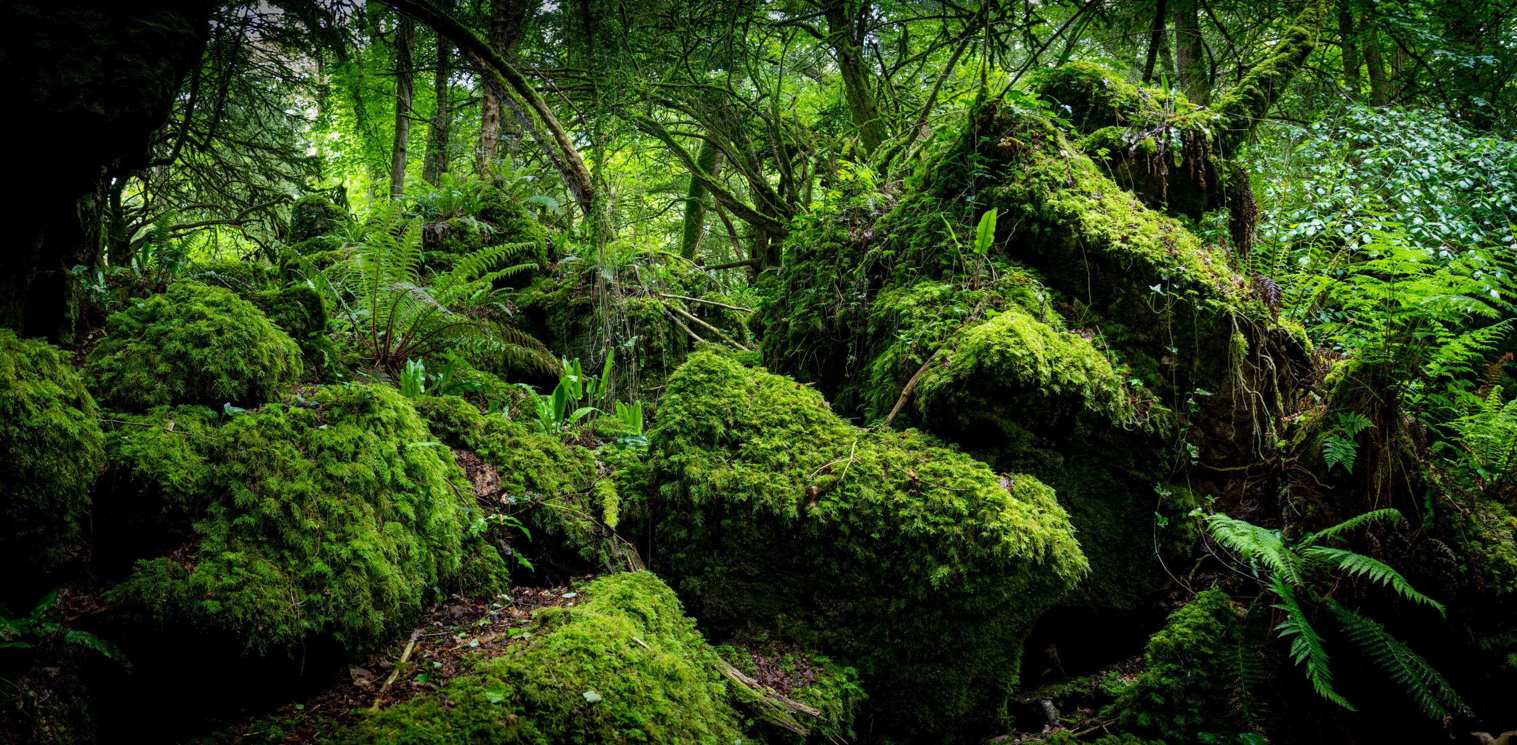 Forest of Dean - Puzzlewood